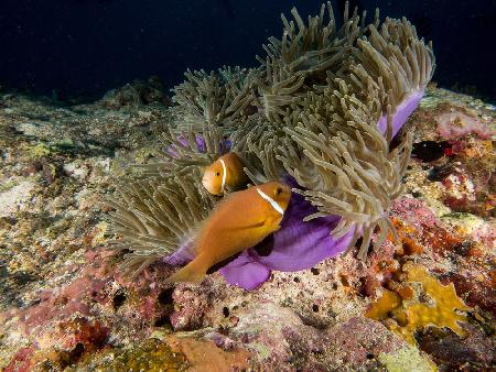 Skunk Anemonefish