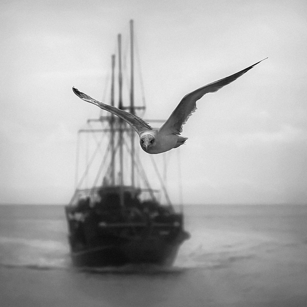 Seagull from Ileana Bosogea-Tudor