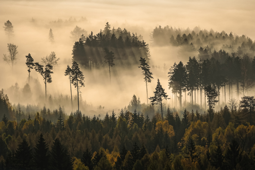 story of the forest from Ilona Rosenkrancová