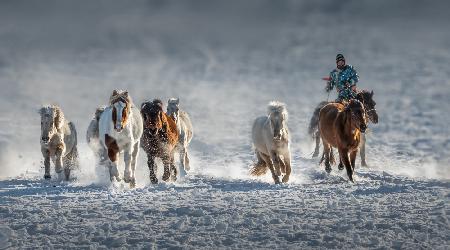 Galloping Horses In Snowy Field