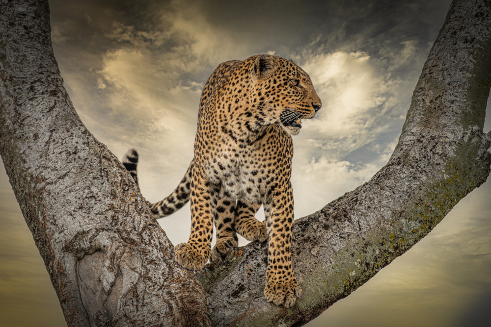 Leopard  on tree from Isam Telhami