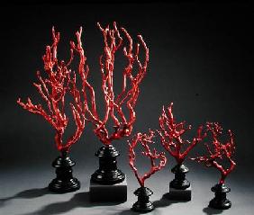 Set of wooden drawing models imitating coral, from the University of Florence
