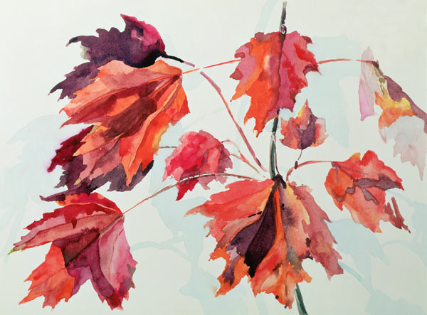 No.24 Autumn Maple Leaves (w/c)  from Izabella  Godlewska de Aranda