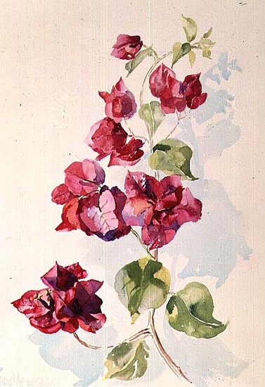 No.2 Bougainvillea Red (w/c)  from Izabella  Godlewska de Aranda