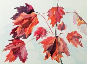 No.24 Autumn Maple Leaves (w/c) 