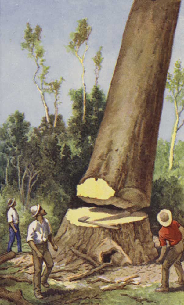 Felling a kauri pine from J. Macfarlane