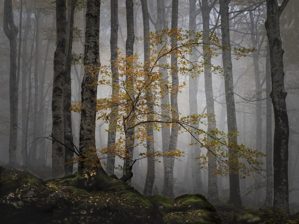 Bosque en la niebla from JA Ruiz Rivas