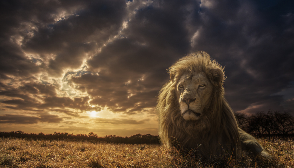 Adventures on Savannah - The Lion King from Jackson Carvalho
