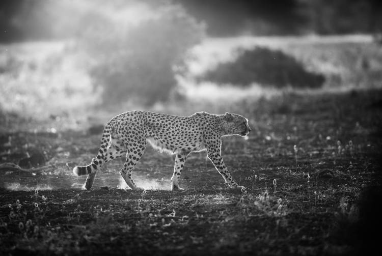 Backlit Cheetah from Jaco Marx
