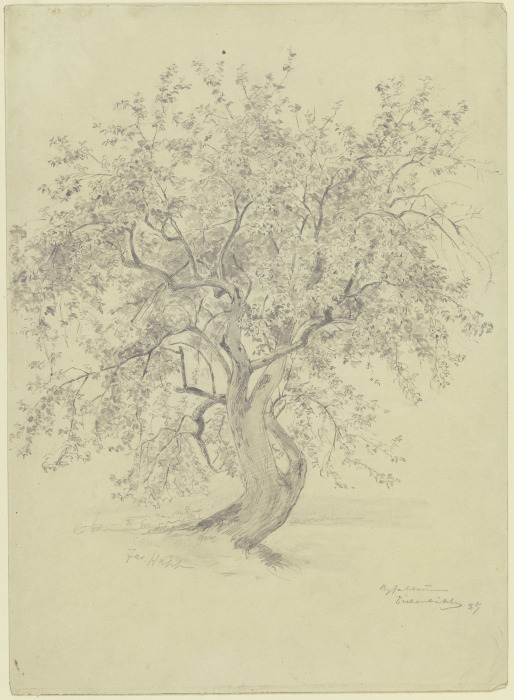 Apple tree at the Eichenbühl from Jacob Happ