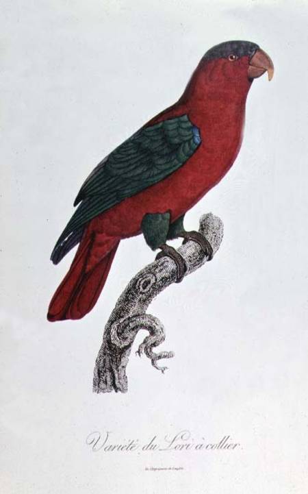 Parrot: Lory or Collared from Jacques Barraband