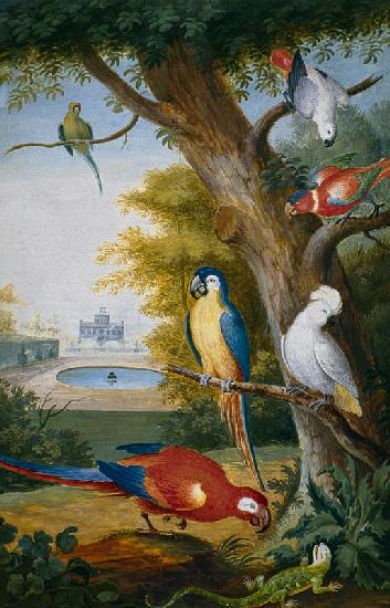Parrots and a Lizard in a Picturesque Park