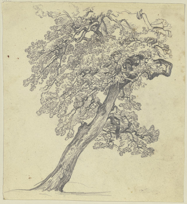 Tree from Jakob Becker