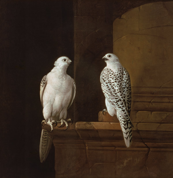 Two Iceland Falcons from Jakob Bogdani or Bogdany