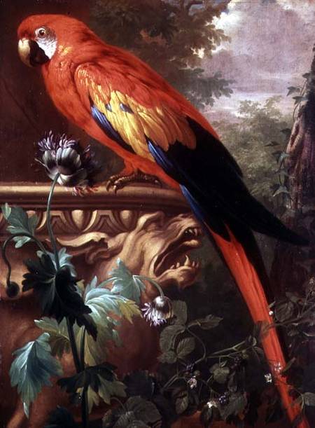 Scarlet Macaw in a Landscape from Jakob Bogdani or Bogdany