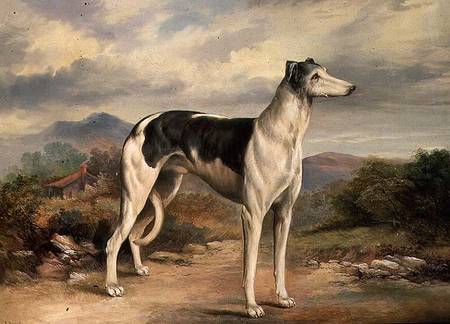 A Greyhound in a hilly landscape from James Beard