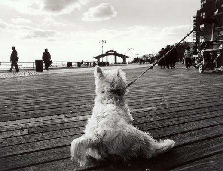 Coney Island Dog, NY