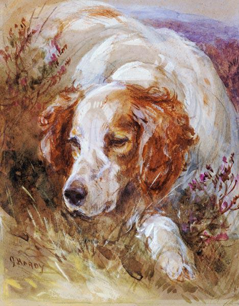 A Spaniel (w/c and bodycolour on paper)