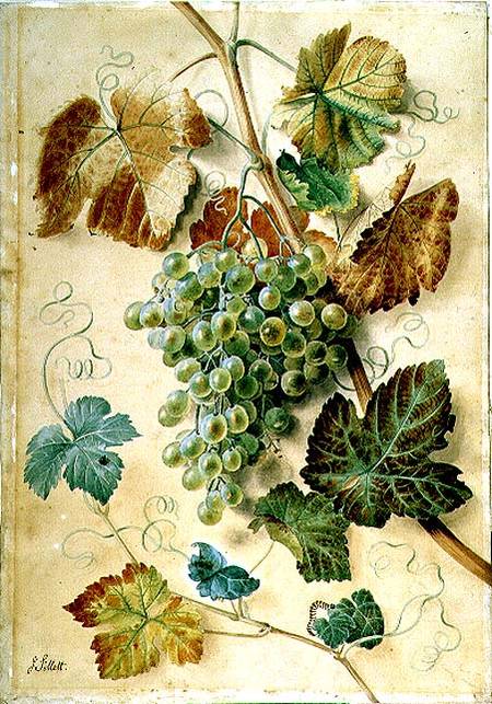 White Grapes from James Sillett
