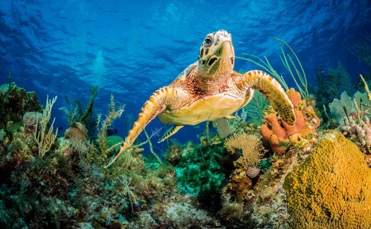 Hawksbill turtle swimming through Caribbean reef from Jan Abadschieff