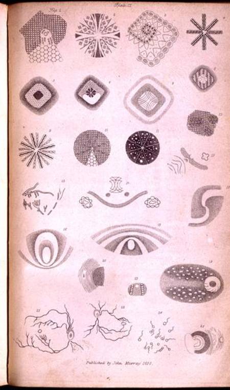 Plate II from 'Contributions of the physiology of vision No. I', published in the Journal of the Roy from Jan Purkinje