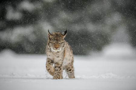 The Eurasian lynx (Lynx lynx)