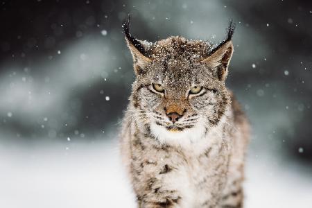 The Eurasian lynx (Lynx lynx)
