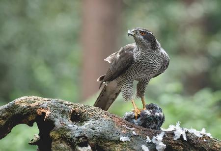 Northern Goshawk with prey