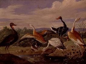 Think highly of waterfowls at a pond. from Jan van Kessel the Elder