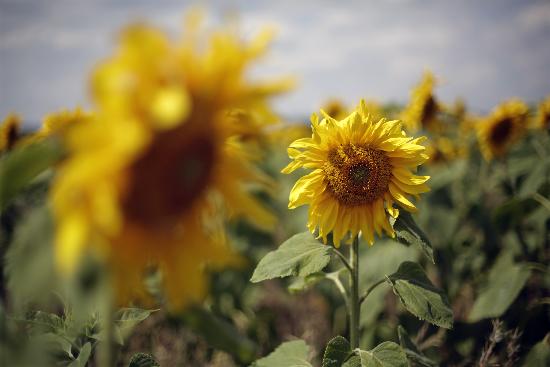 Sonnenblumen auf dem Feld from Jan Woitas