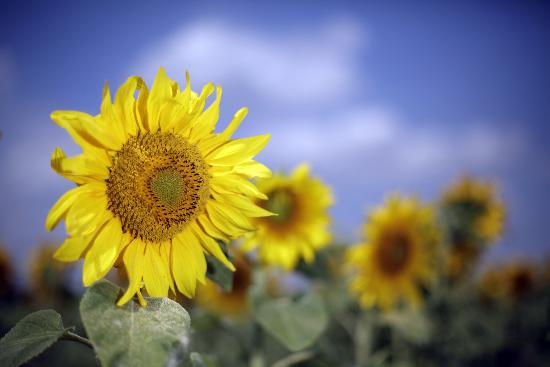 Sonnenblumen auf dem Feld from Jan Woitas