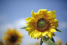 Sonnenblumen auf dem Feld