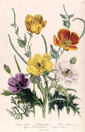 Poppies and Anemones, plate 5 from ''The Ladies'' Flower Garden'', published 1842