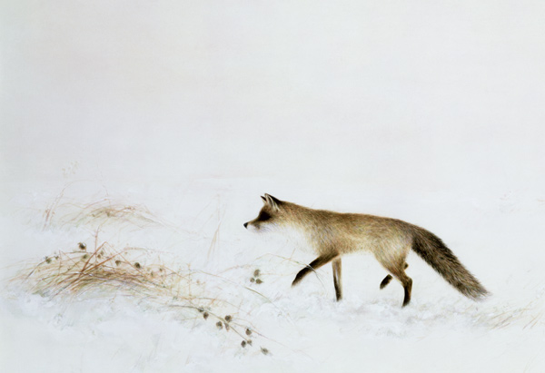 Fox in Snow  from Jane  Neville