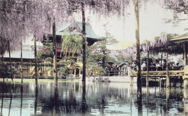 Wisteria blossom over the pond in the Kameido Temple Gardens, Tokyo, late 19th century (hand coloure from Japanese Photographer, (19th century)