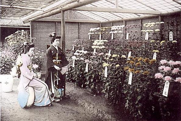 A rich display of chrysanthemums, 1905 (hand coloured photo) from Japanese School, (20th century)