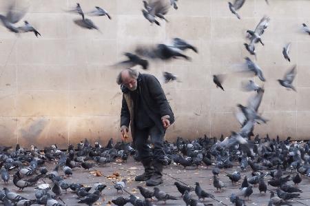 Lord of the pigeons