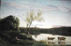 A Pond with three Cows and a Crescent Moon