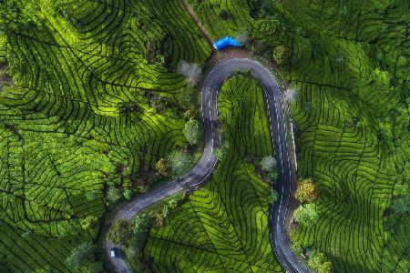 Indonesia - Rancabali Tea Aerial