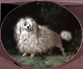 Portrait of a Poodle