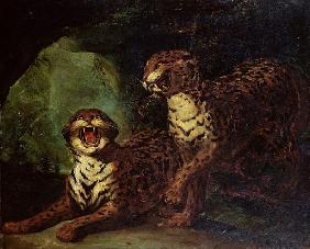 Two Leopards, c. 1820