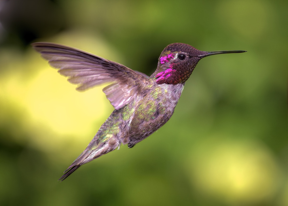 Annas Hummingbird in Flight from Jeff Schwartz