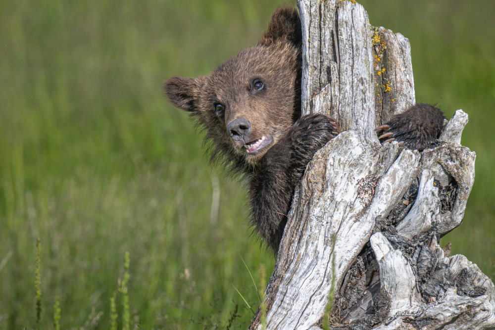 The adorable grizzly bear cub from Jeffrey C. Sink