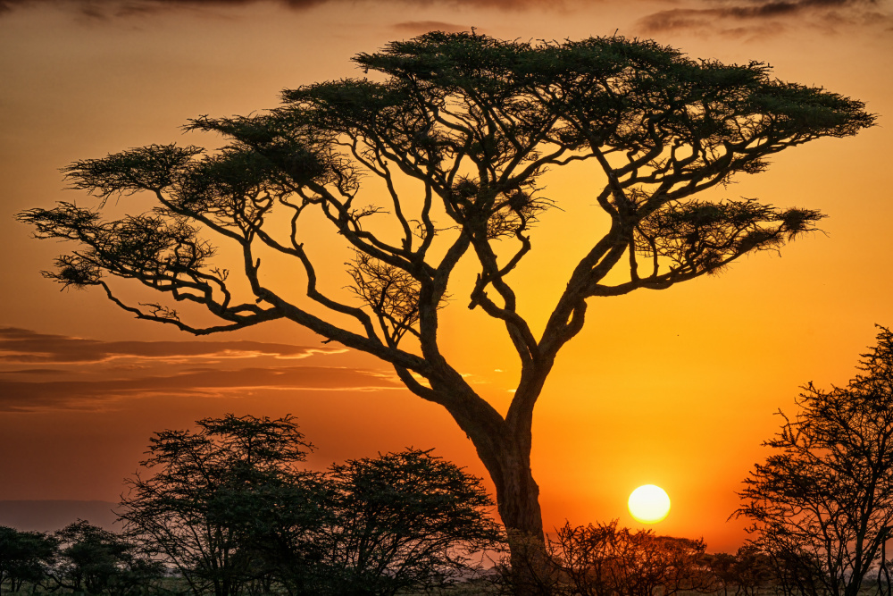 The Magic of Africa from Jeffrey C. Sink