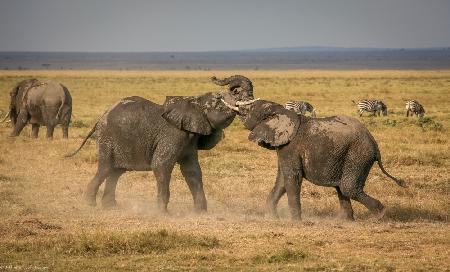 An elephantine argument