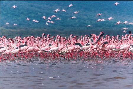 Lake Nakuru Flamingos
