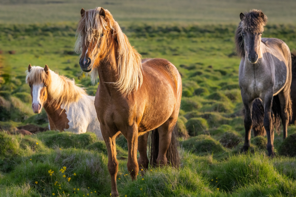 Icelandic horses in the gloaming from Jeffrey C. Sink