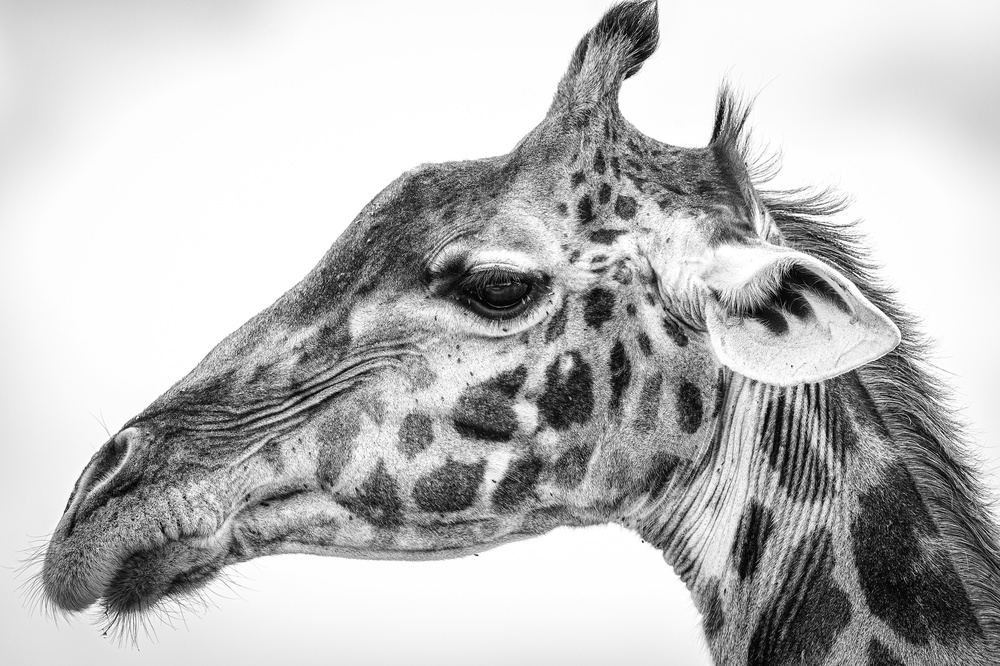 Maasai giraffe from Jeffrey C. Sink