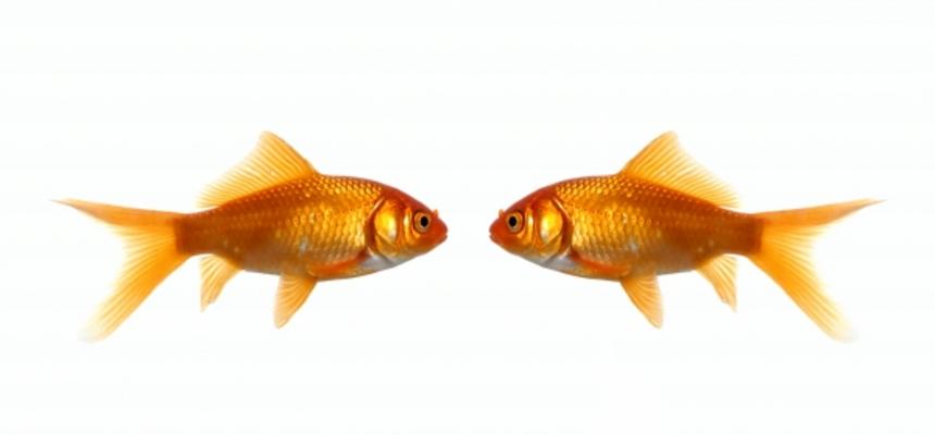 Two fish looking at each other from Jeffrey Van Daele