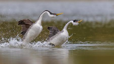 Lets go ...( grebes dance )